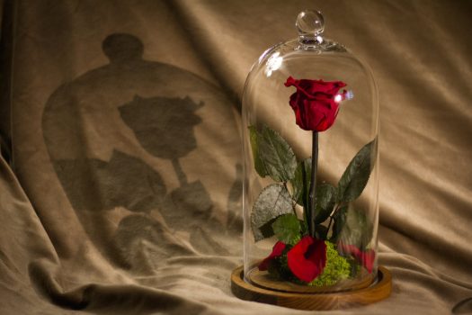 Beautiful Preserved Flowers for Valentine's Day
